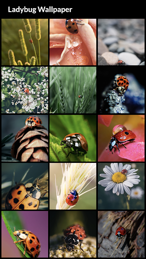 Ladybug Wallpapers - عکس برنامه موبایلی اندروید