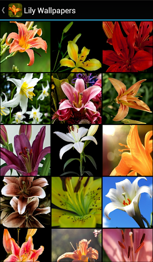 Lily Wallpapers - Image screenshot of android app