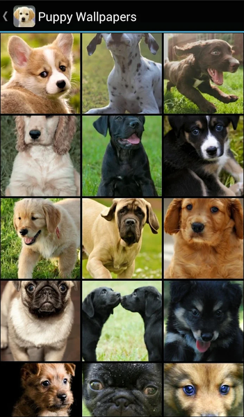 Puppy Wallpapers - Image screenshot of android app