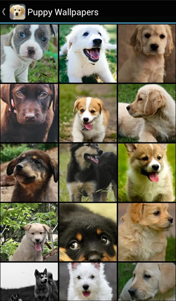 Puppy Wallpapers - Image screenshot of android app