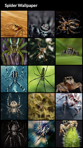 Spider Wallpapers - Image screenshot of android app