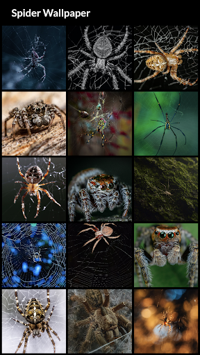 Spider Wallpapers - Image screenshot of android app