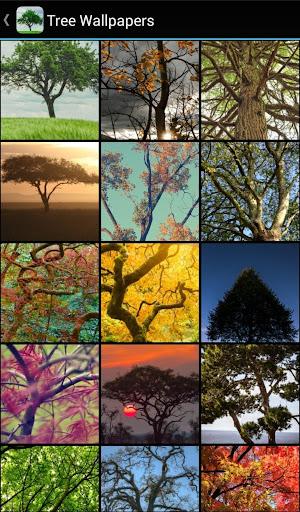 Tree Wallpapers - Image screenshot of android app