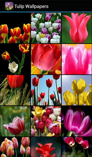 Tulip Wallpapers - عکس برنامه موبایلی اندروید
