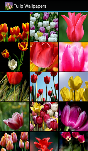 Tulip Wallpapers - Image screenshot of android app