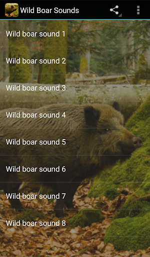 Wild Boar Sounds - Image screenshot of android app