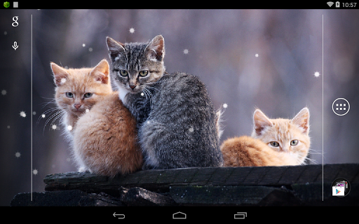 Q Cat Live Wallpaper - Image screenshot of android app