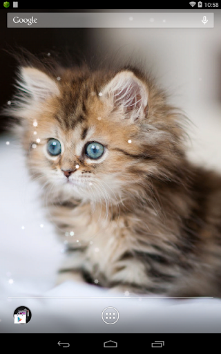 Q Cat Live Wallpaper - Image screenshot of android app