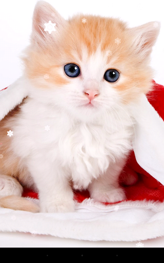 Christmas Cat Live Wallpaper - Image screenshot of android app