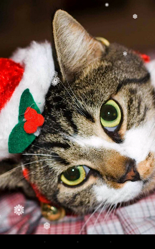 Christmas Cat Live Wallpaper - Image screenshot of android app