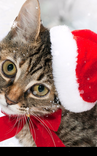 Christmas Cat Live Wallpaper - Image screenshot of android app