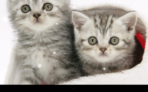 Christmas Cat Live Wallpaper - Image screenshot of android app
