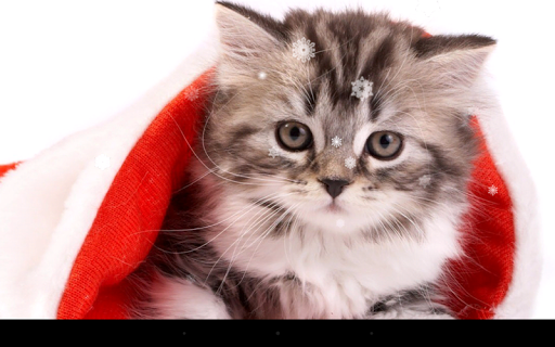 Christmas Cat Live Wallpaper - Image screenshot of android app