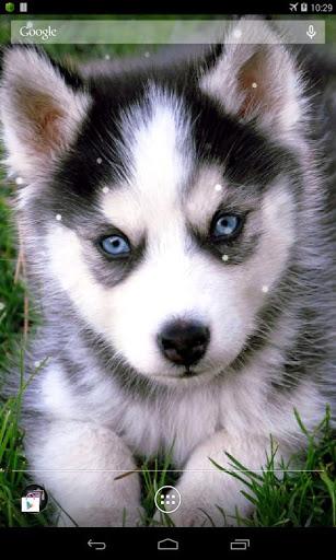 Husky Live Wallpaper - عکس برنامه موبایلی اندروید