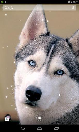 Husky Live Wallpaper - عکس برنامه موبایلی اندروید
