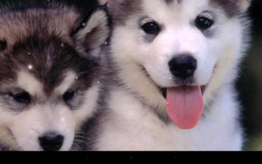 Husky Live Wallpaper - عکس برنامه موبایلی اندروید
