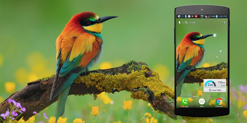 Bird Live Wallpaper - Image screenshot of android app