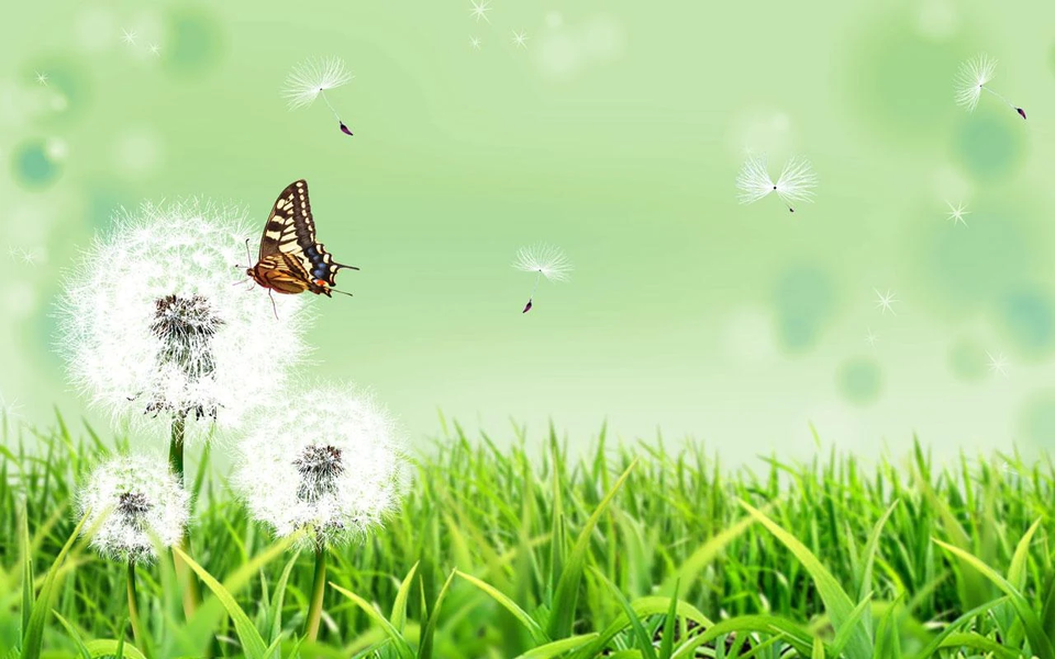 Butterfly Live Wallpaper - Image screenshot of android app