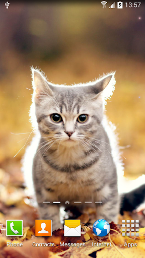 Cat Live Wallpaper - Image screenshot of android app