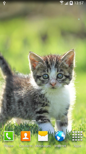 Cat Live Wallpaper - Image screenshot of android app