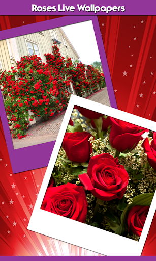 Roses Live Wallpapers - Image screenshot of android app