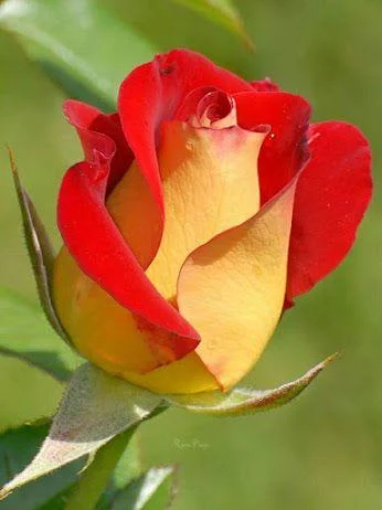 I love you images GIFs 4K HD - Image screenshot of android app