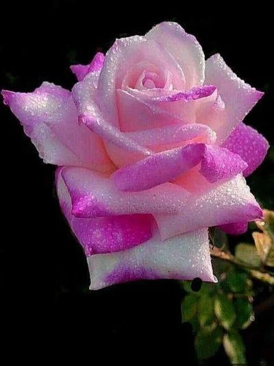 I love you images GIFs 4K HD - Image screenshot of android app