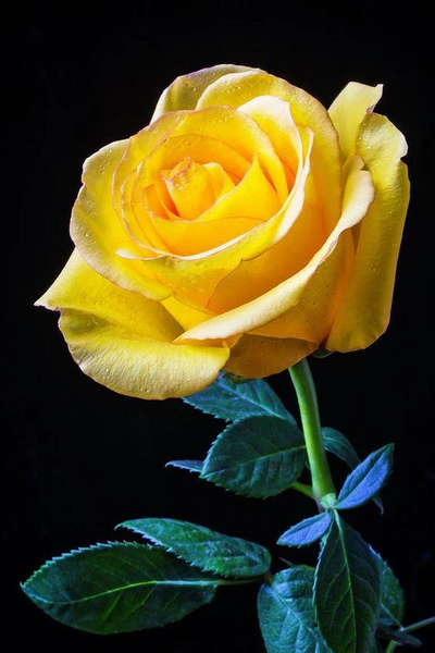 I love you images GIFs 4K HD - Image screenshot of android app