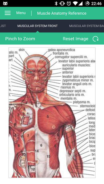 Muscle Anatomy Reference Guide - Image screenshot of android app