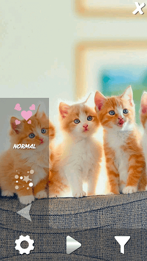 VZ KITTY adorable cats color cute pets HD wallpaper  Peakpx