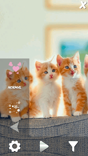 Cute Pets Live Wallpaper - Image screenshot of android app