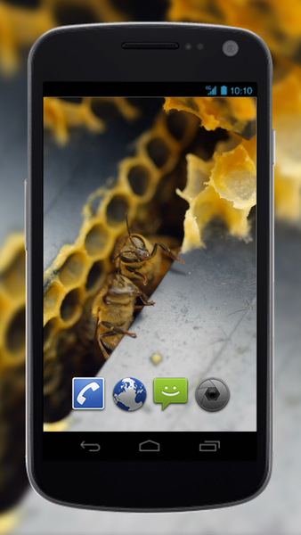 4K Honey Bee Video Live Wallpapers - Image screenshot of android app