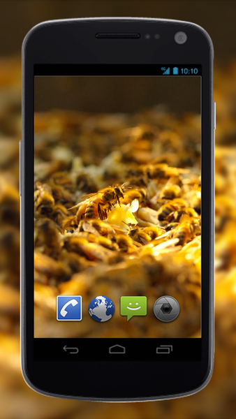 4K Honey Bee Video Live Wallpapers - Image screenshot of android app