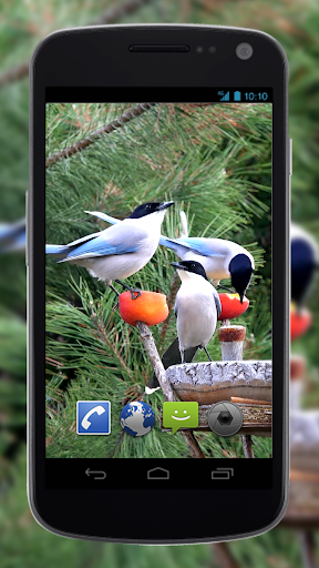 4K Garden Birds Video Live Wallpaper - عکس برنامه موبایلی اندروید