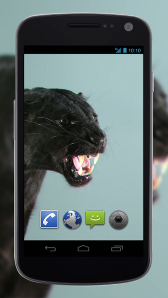 4K Puma vs Cat Video Live Wallpaper - Image screenshot of android app