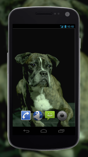 4K Dogs Slow-mo Video Live Wallpaper - Image screenshot of android app