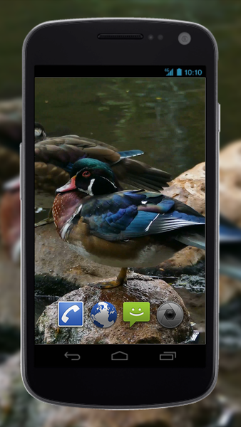 4K Colorful Ducks Video Live Wallpaper - عکس برنامه موبایلی اندروید