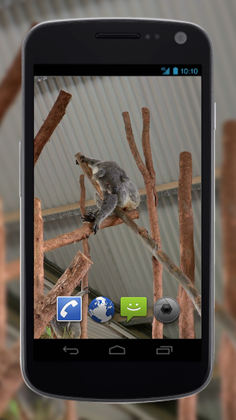 4K Cute Koala Video Live Wallpaper - Image screenshot of android app