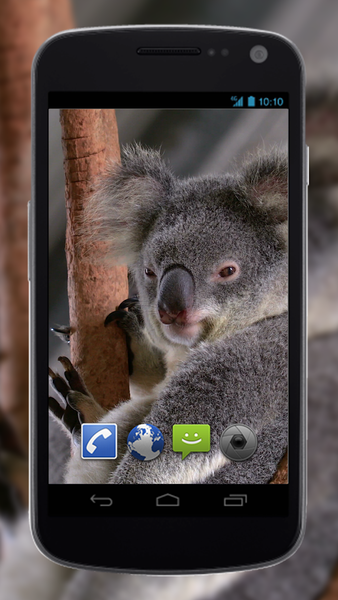4K Cute Koala Video Live Wallpaper - عکس برنامه موبایلی اندروید