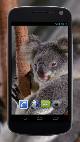 4K Cute Koala Video Live Wallpaper - Image screenshot of android app