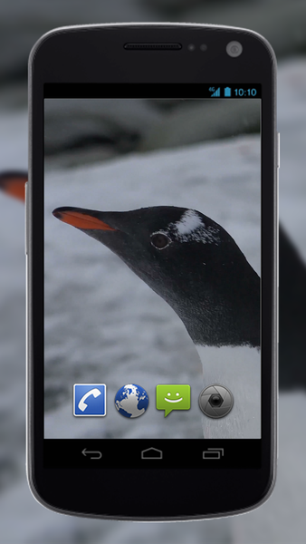 4K Funny Penguin Video Live Wallpaper - عکس برنامه موبایلی اندروید