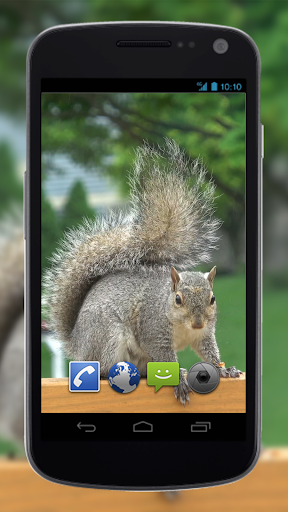 4K Park Squirrel Video Live Wallpaper - عکس برنامه موبایلی اندروید