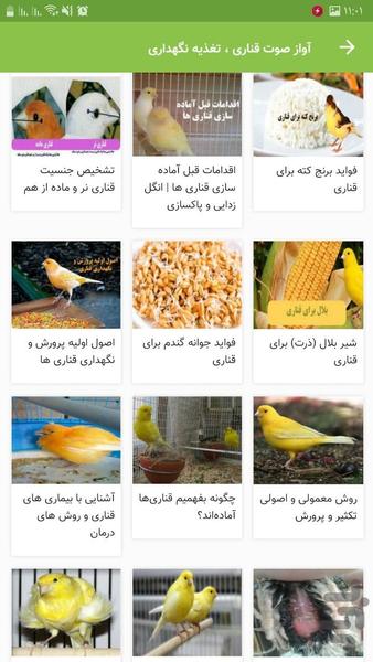 آواز صوت قناری ، تغذیه نگهداری - عکس برنامه موبایلی اندروید
