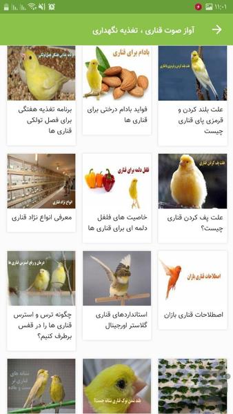 Canary voice singing, food - Image screenshot of android app