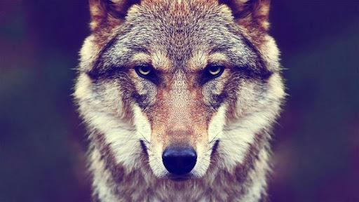 wolves wallpapers - عکس برنامه موبایلی اندروید