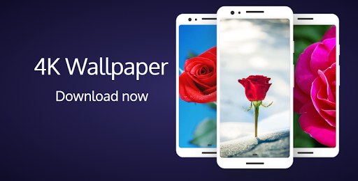 Rose Wallpaper HD - Image screenshot of android app