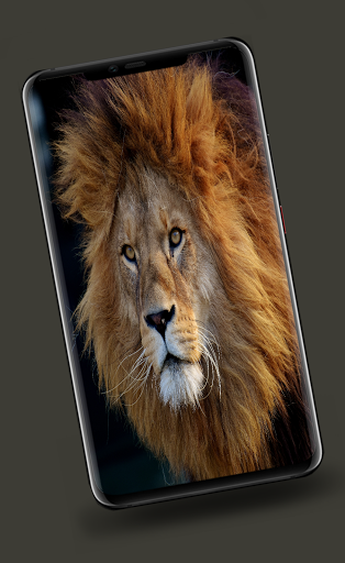 Lion Wallpapers - عکس برنامه موبایلی اندروید