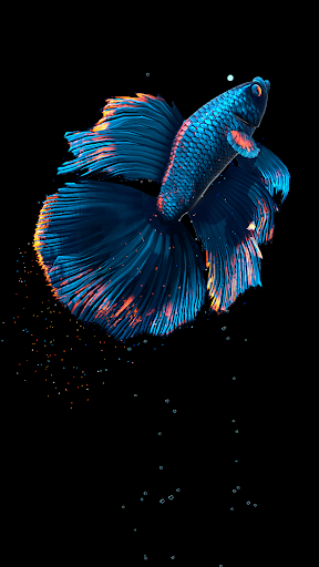 Betta Fish - عکس برنامه موبایلی اندروید