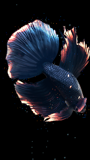 Betta Fish - عکس برنامه موبایلی اندروید