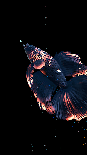 Betta Fish - عکس برنامه موبایلی اندروید